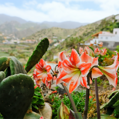 La Gomera- senderismo en una reserva de la biosfera