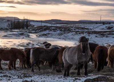 Islandia Fin de Año especial