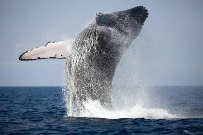 Avistamiento de ballenas en Islandia desde Reykjavik o Husavik