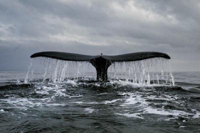 Avistamiento de ballenas en Islandia desde Reykjavik o Husavik