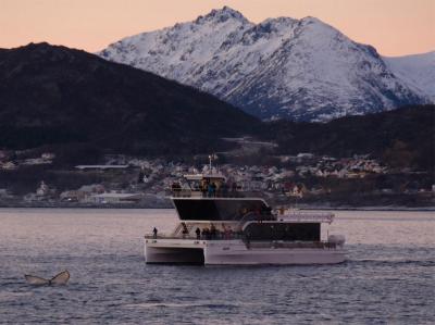 Observación de ballenas en Tromso