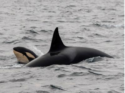 Observación de ballenas en Tromso