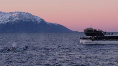 Observación de ballenas en Tromso