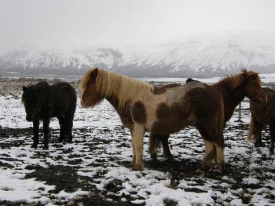 Caballos en Islandia