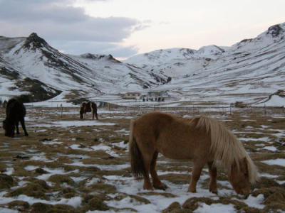 Caballos en Islandia