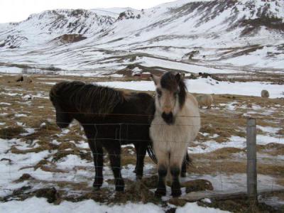 Caballos en Islandia
