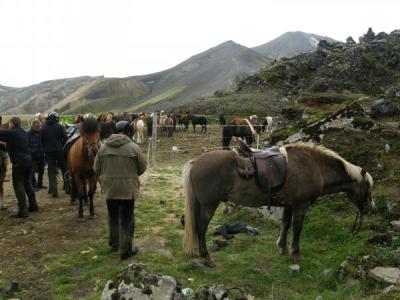 Caballos en Islandia