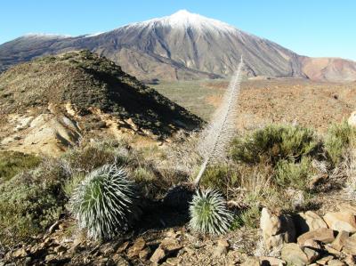 Tenerife en primavera