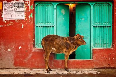 India – Rajasthan. Incluye Rishikesh