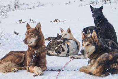 Trineo de huskys en el sur de Noruega-Día completo