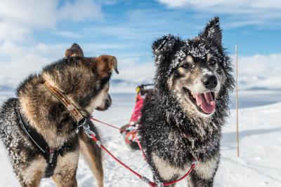 Trineo de huskys en el sur de Noruega-Día completo