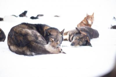Trineo de huskys en Beitostolen