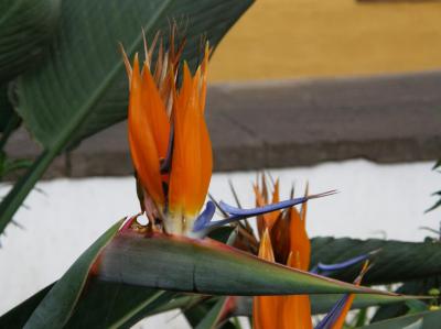 Tenerife en primavera