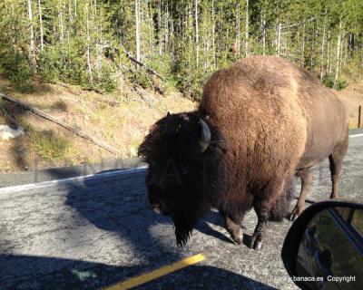 EEUU: Yellowstone y Parques Nacionales del Medio Oeste